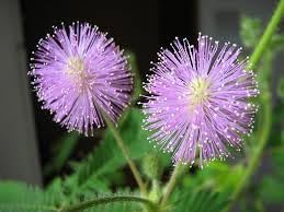 Mimosa Flower Seeds for Planting 100 -Hierloom Flower Seeds - Flower for planting in home garden